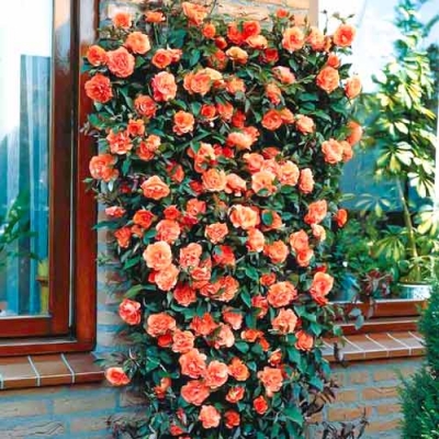 Róża pnąca Herbaciana Angielska  art. nr 526